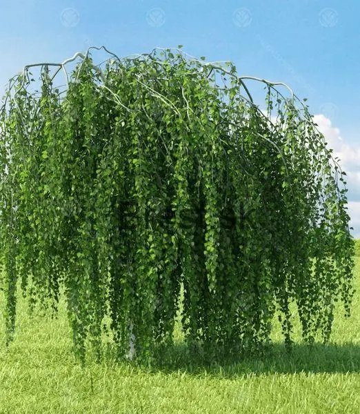 Betula pendula 'Youngii'